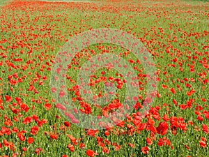 Poppy Fields