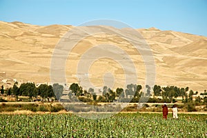 Poppy fields with two farmers near Dowlatyar in Ghor Province, Afghanistan photo