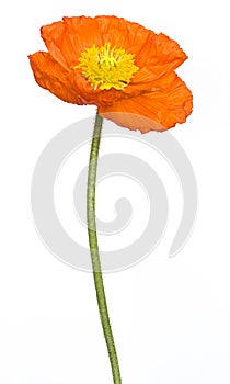 Poppy flower