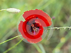 poppy flower