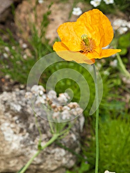 Poppy flower