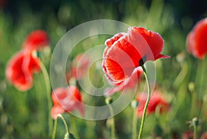 Poppy flower photo