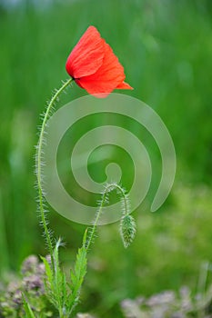 Poppy flower