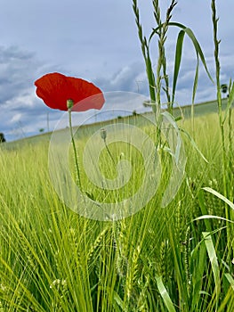 Poppy flower