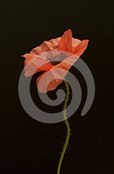 Poppy flower