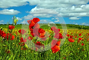 Poppy flower