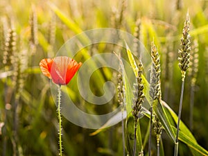 Poppy flower