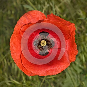 Poppy flower