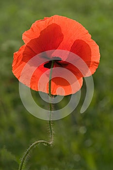 Poppy flower