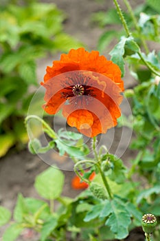 Poppy flower.