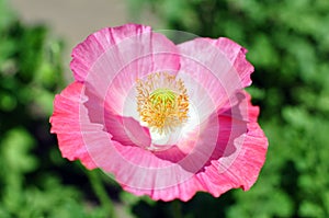 Poppy flower