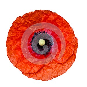 Poppy flower