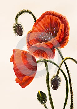 Poppy flower. Acrylic oil hand painted background