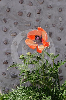 Poppy flower against gray stone wall