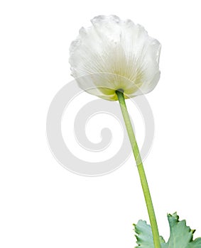 Poppy flower, also know as Opium plant