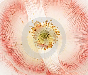 Poppy flower background