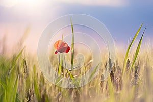 Poppy flower in a beautiful sunny day in a wheat field