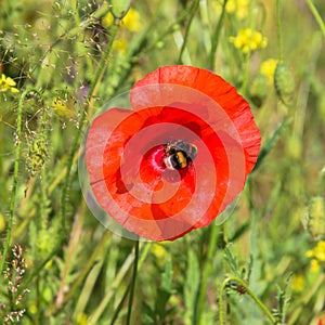 Poppy flower with a bee inside