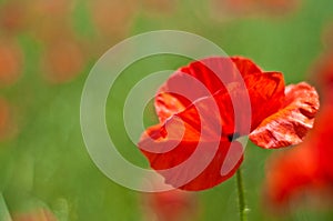 Poppy flower in bloom