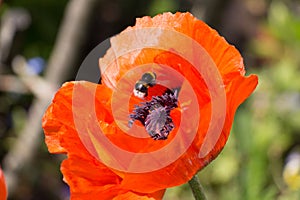 Poppy flower in bloom wtih flying bee