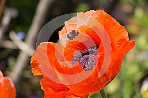 Poppy flower in bloom wtih flying bee