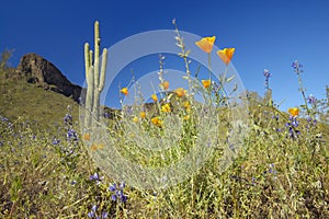 Poppy flower in blue sky, saguaro cactus and desert flowers in spring at Picacho Peak State Park north of Tucson, AZ