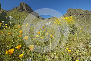 Poppy flower in blue sky, saguaro cactus and desert flowers in spring at Picacho Peak State Park north of Tucson, AZ