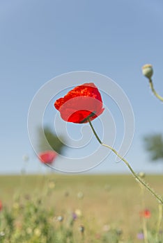 Poppy flower with blur background field of poppies vertical