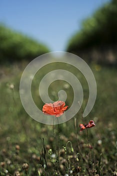 Poppy flower in a blurred low view of a French vineyard alley