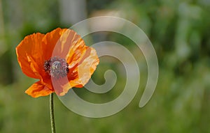 Poppy flower