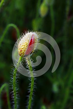 Poppy flower bud