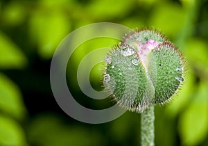 Poppy flower bud