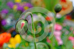 Poppy flower bud before bursting, colorful spring season. Bokeh