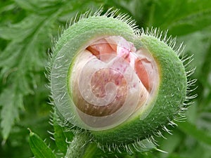 Poppy flower bud, close-up