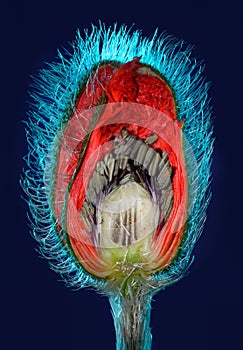 Poppy flower bud cut in half