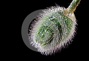 poppy flower bud in drops of water.