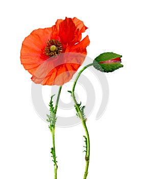 Poppy flower and bud isolated on white