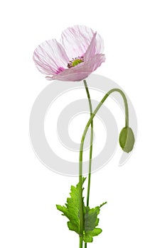 Poppy flower and bud isolated on white background. Papaver somniferum opium poppy