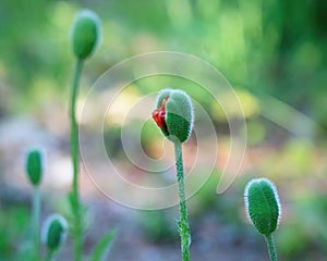 Poppy flower buds with one beginning to open.