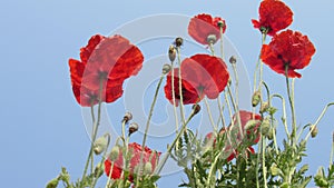 poppy flower bunch garden red buds with beautiful blue sky cloud