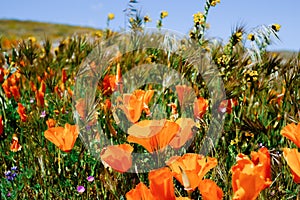 poppy flower in California mountain