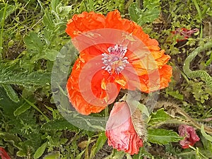 Poppy flower close up dead flower