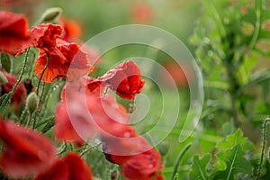 Poppy flower close-up. Summer landscape with red flowers. Beautiful buds of poppies. Meadow with poppy flowers on a blurred