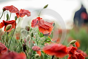 Poppy flower close-up. Summer landscape with red flowers. Beautiful buds of poppies. Meadow with poppy flowers on a blurred