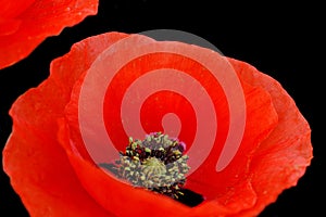 Poppy flower closeup