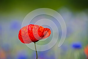 Poppy flower closeup