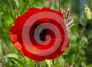 Poppy flower closeup.floral background.field of poppies