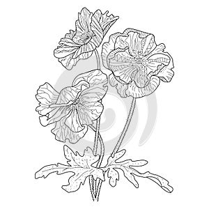 Poppy flower coloring book for adults vector