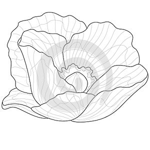 Poppy flower.Coloring book antistress for children and adults