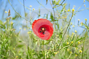 Poppy flower in cornfield. Red petals in green field. Agriculture on the roadside